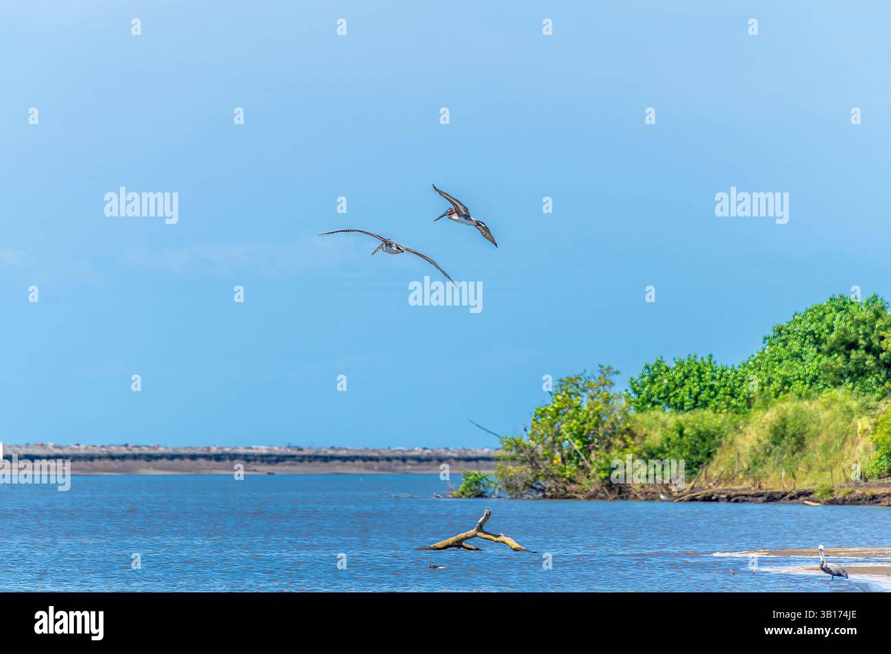 Une vue d'un Pelicans brun volant au-dessus dans les eaux de la rivière Tarcoles au Costa Rica au début du printemps Banque D'Images