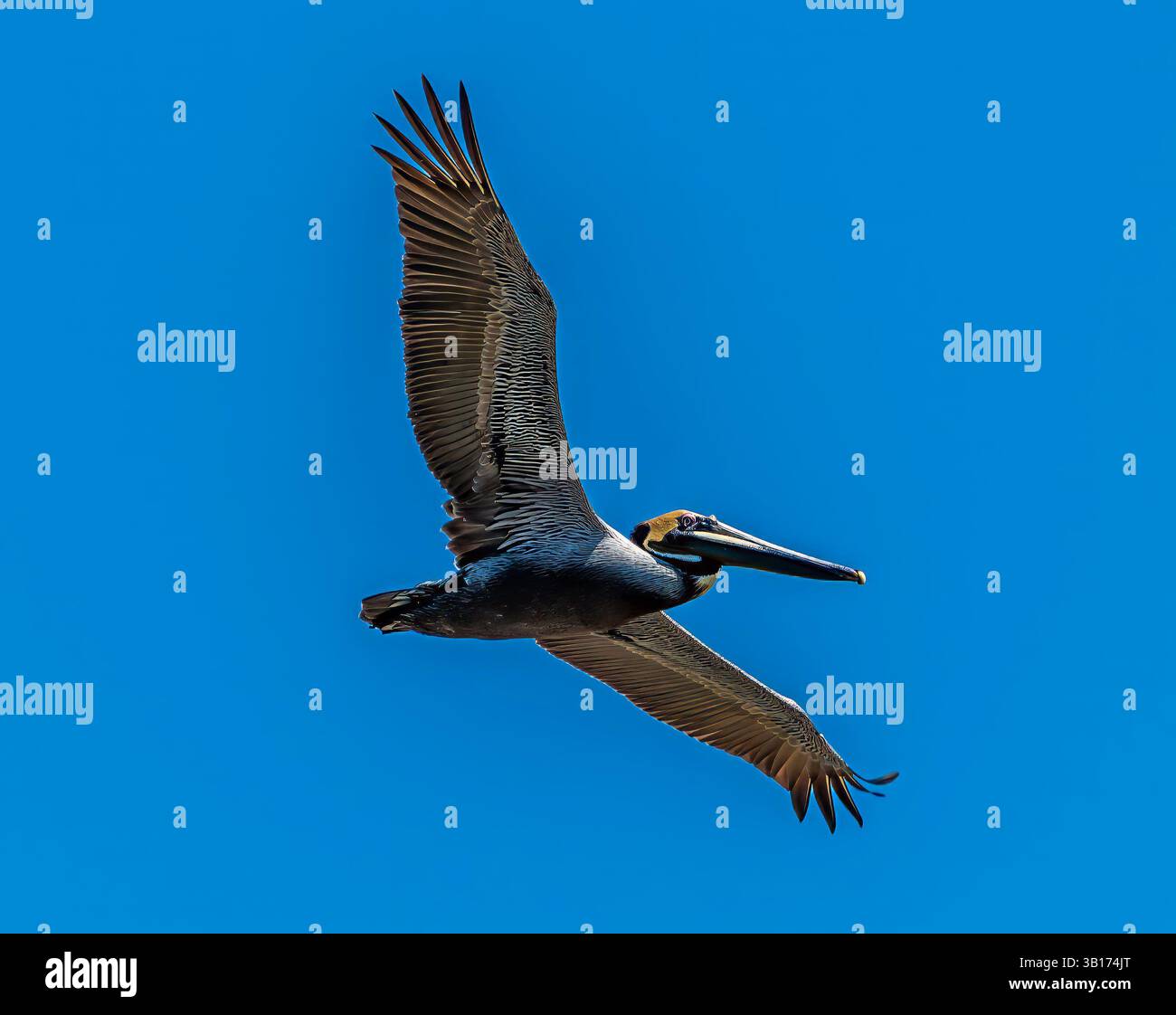 Une vue rapprochée d'un pélican brun volant au-dessus dans les eaux de la rivière Tarcoles au Costa Rica au début du printemps Banque D'Images