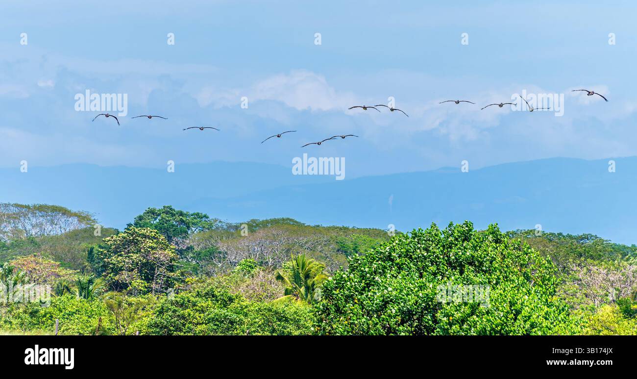 Une vue d'un escadron de pélicans bruns volant au-dessus dans les eaux de la rivière Tarcoles au Costa Rica au début du printemps Banque D'Images
