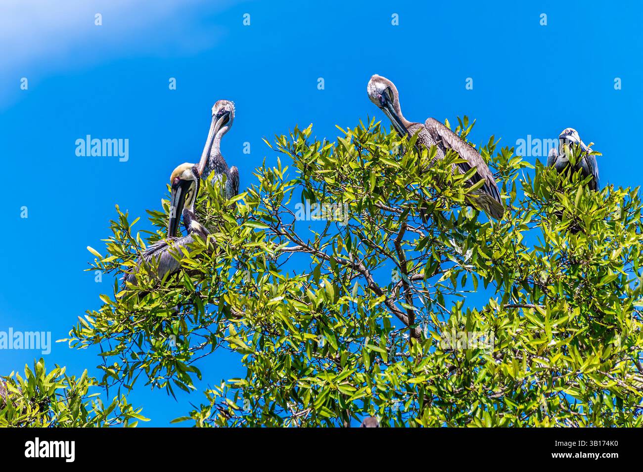 Une vue de pélicans bruns perchés dans un arbre au bord de la rivière Tarcoles au Costa Rica au début du printemps Banque D'Images