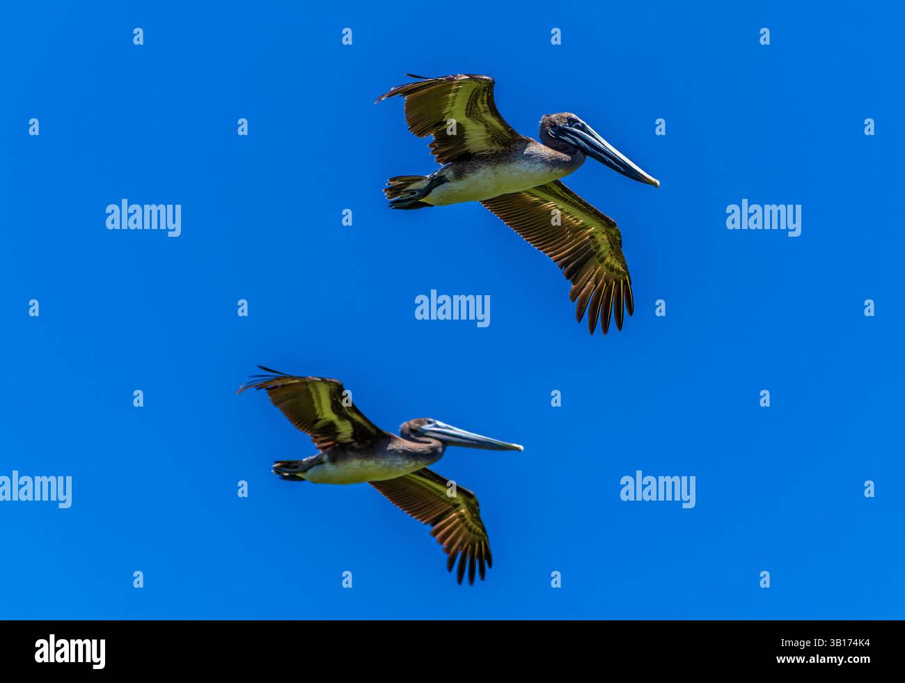 Une vue d'une paire de pélicans bruns en vol au-dessus de la rivière Tarcoles au Costa Rica au début du printemps Banque D'Images