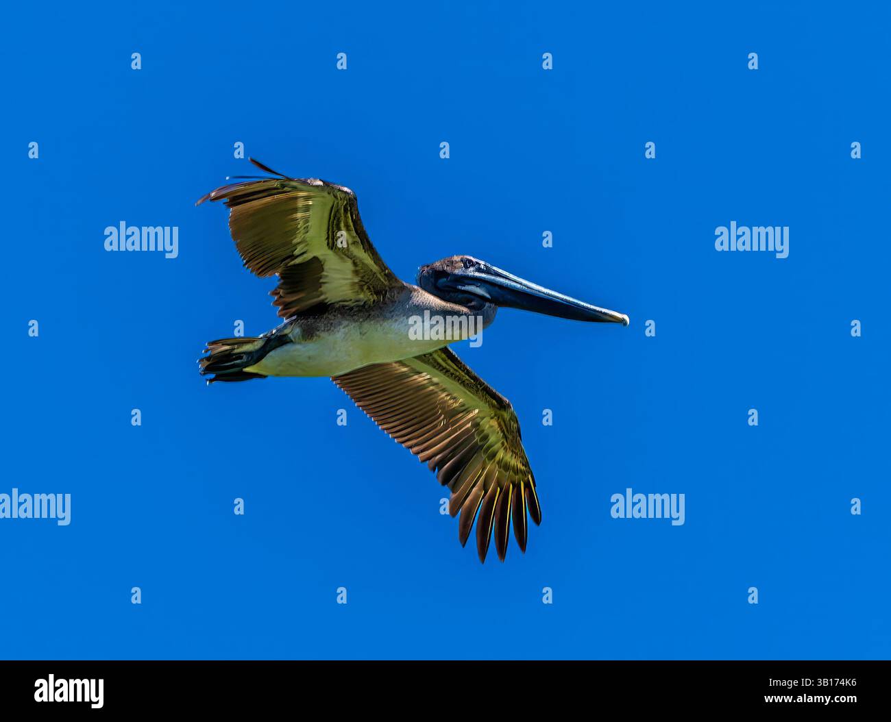 Une vue rapprochée d'un pélican brun en vol au-dessus de la rivière Tarcoles au Costa Rica au début du printemps Banque D'Images