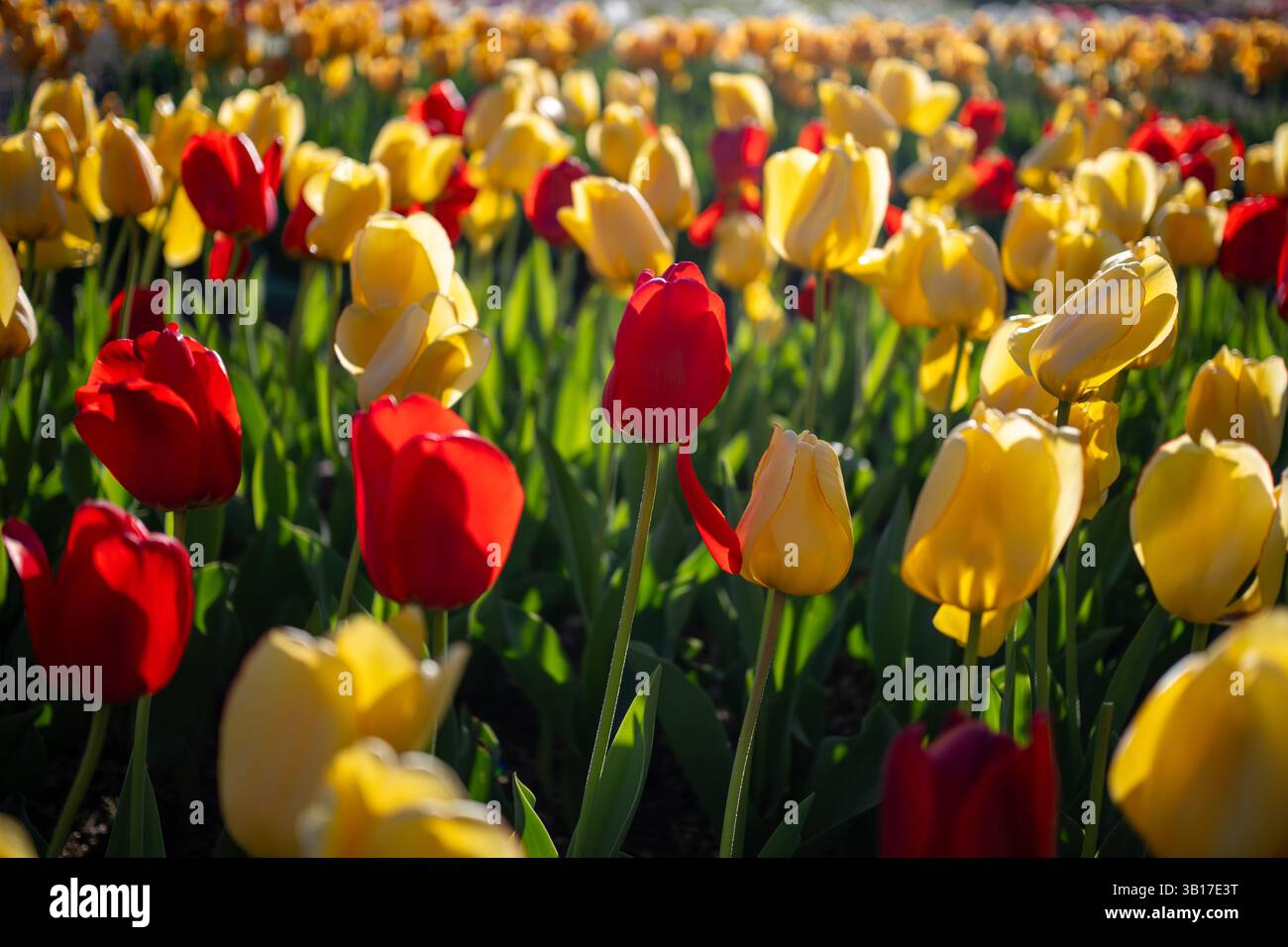 Exemple d'image avec l'objectif Viltrox AF 27mm f1.7 | WASHINGTON D.C., États-Unis — Des tulipes rouges et jaunes s’entassent en rangées serrées à la Floral Library, un jardin de démonstration du National Park Service près du Tidal Basin. Chaque massif accueille traditionnellement une seule variété, permettant aux visiteurs de comparer les cultivars côte à côte, un format inspiré d’une plantation des Sterling Forest Gardens à New York. Le jardin a été conçu en 1968 et a fleuri pour la première fois au printemps suivant. Banque D'Images