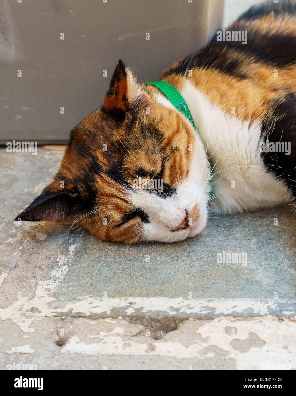 Un chat calico avec un col vert sieste paisiblement sur une marche en pierre altérée, baigné dans la lumière du jour douce à Create, en Grèce. Banque D'Images
