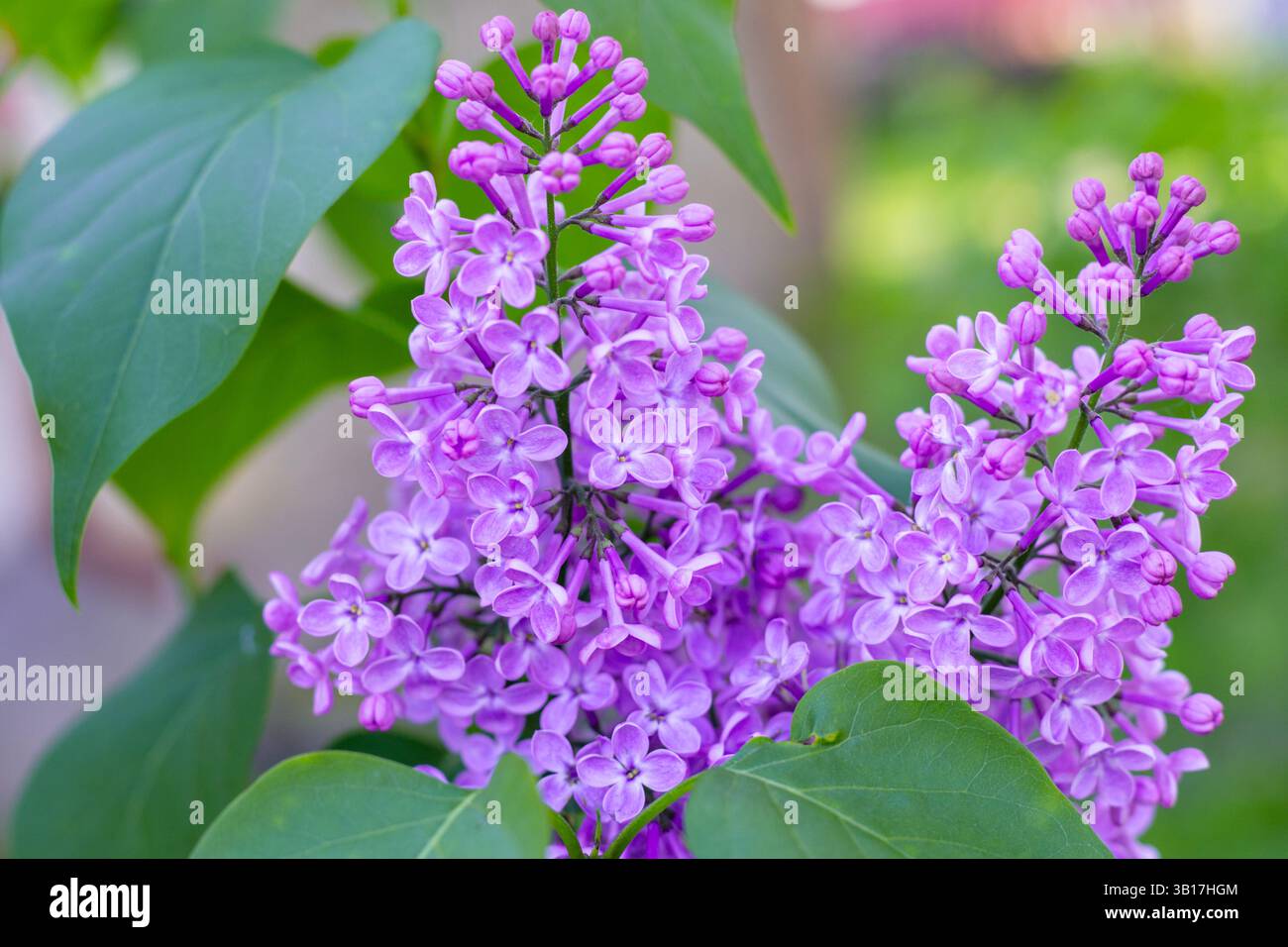 Fleurs parfumées fraîches de lilas sur une branche de lilas un jour de printemps. Beau fond floral. Banque D'Images