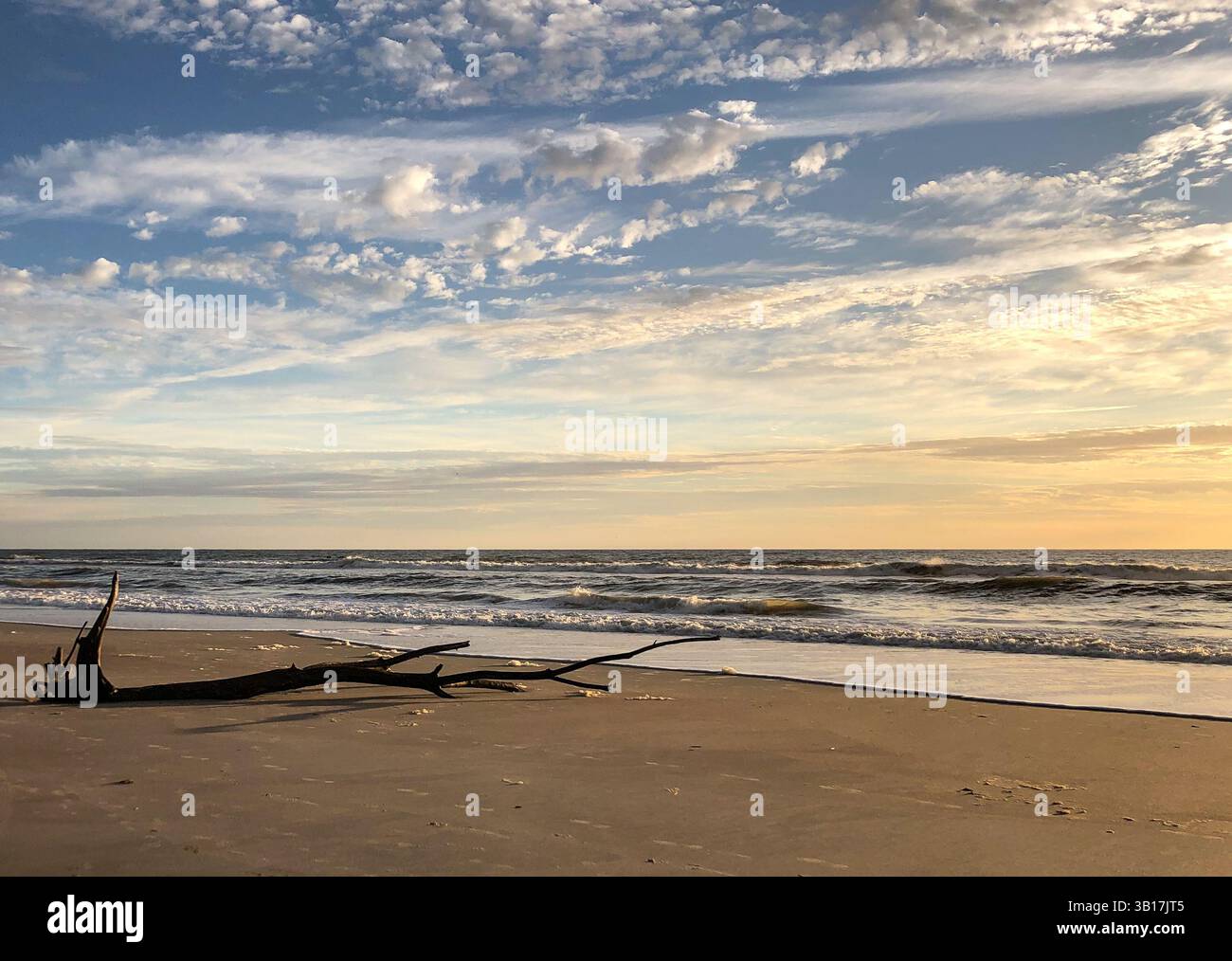 Driftwood sur une plage de sable avec des nuages dispersés sur le ciel ensoleillé. Amelia Island, Floride, États-Unis. - Image de stock capturée avec un smartphone