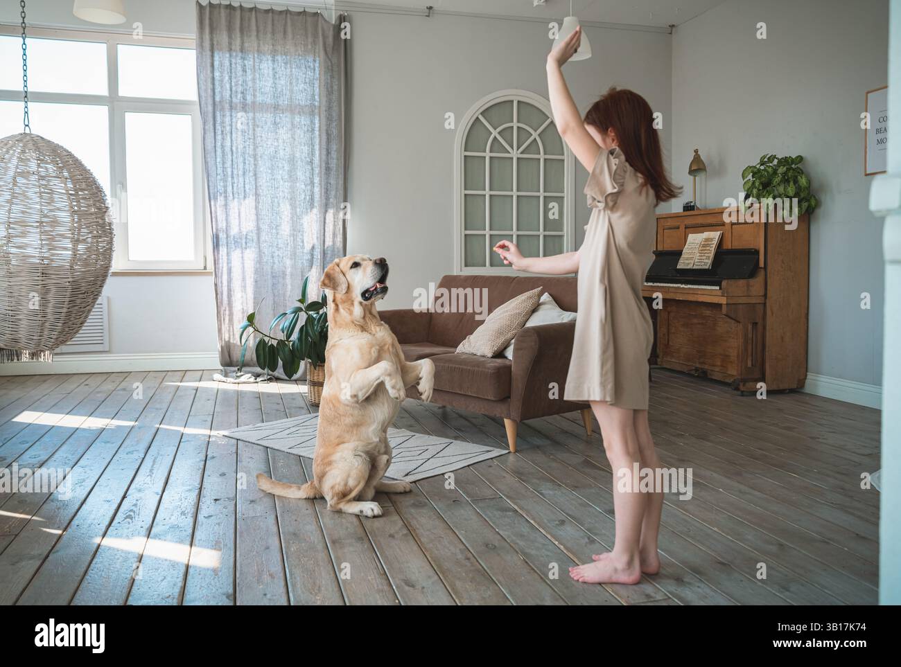 Enfant heureux formant adorable labrador retriever pour équilibrer sur les pattes arrière dans un salon confortable, renforçant le lien grâce à une interaction ludique et posit Banque D'Images