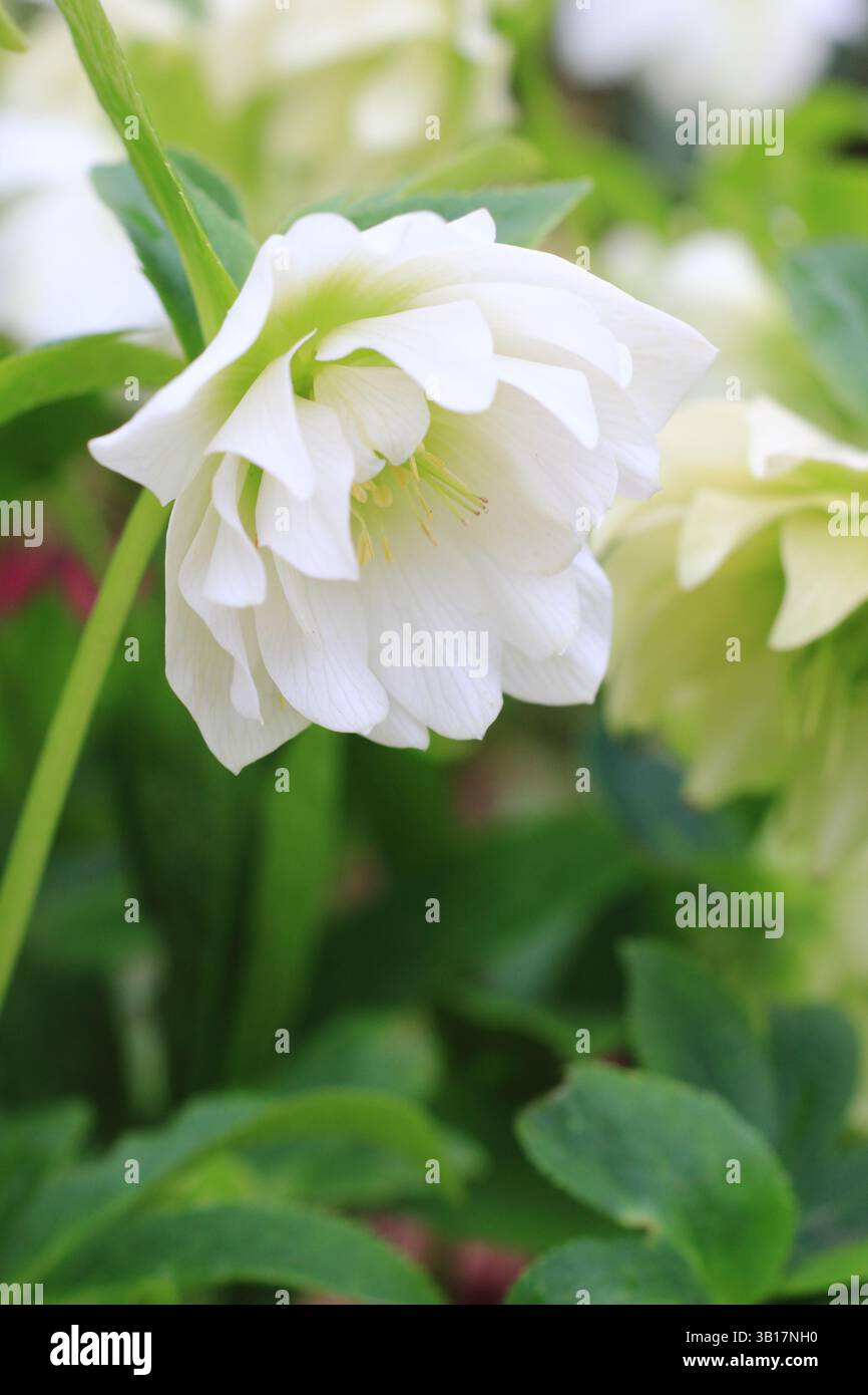Hellebore Harvington double blanc. Helleborus × hybridus Harvington double fleur blanche. Fin de l'hiver, début de la floraison printanière. ROYAUME-UNI Banque D'Images