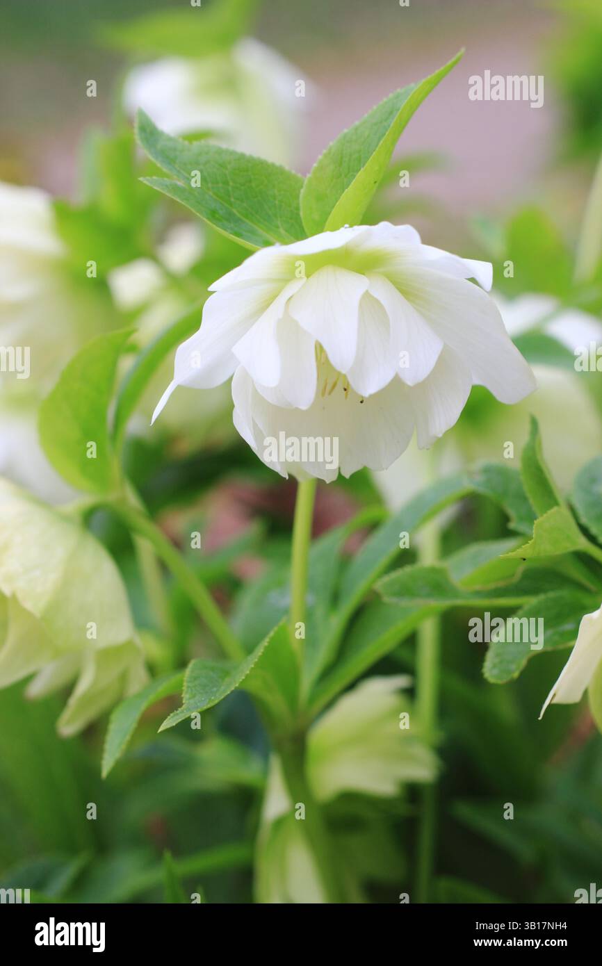 Hellebore Harvington double blanc. Helleborus × hybridus Harvington double fleur blanche. Fin de l'hiver, début de la floraison printanière. ROYAUME-UNI Banque D'Images