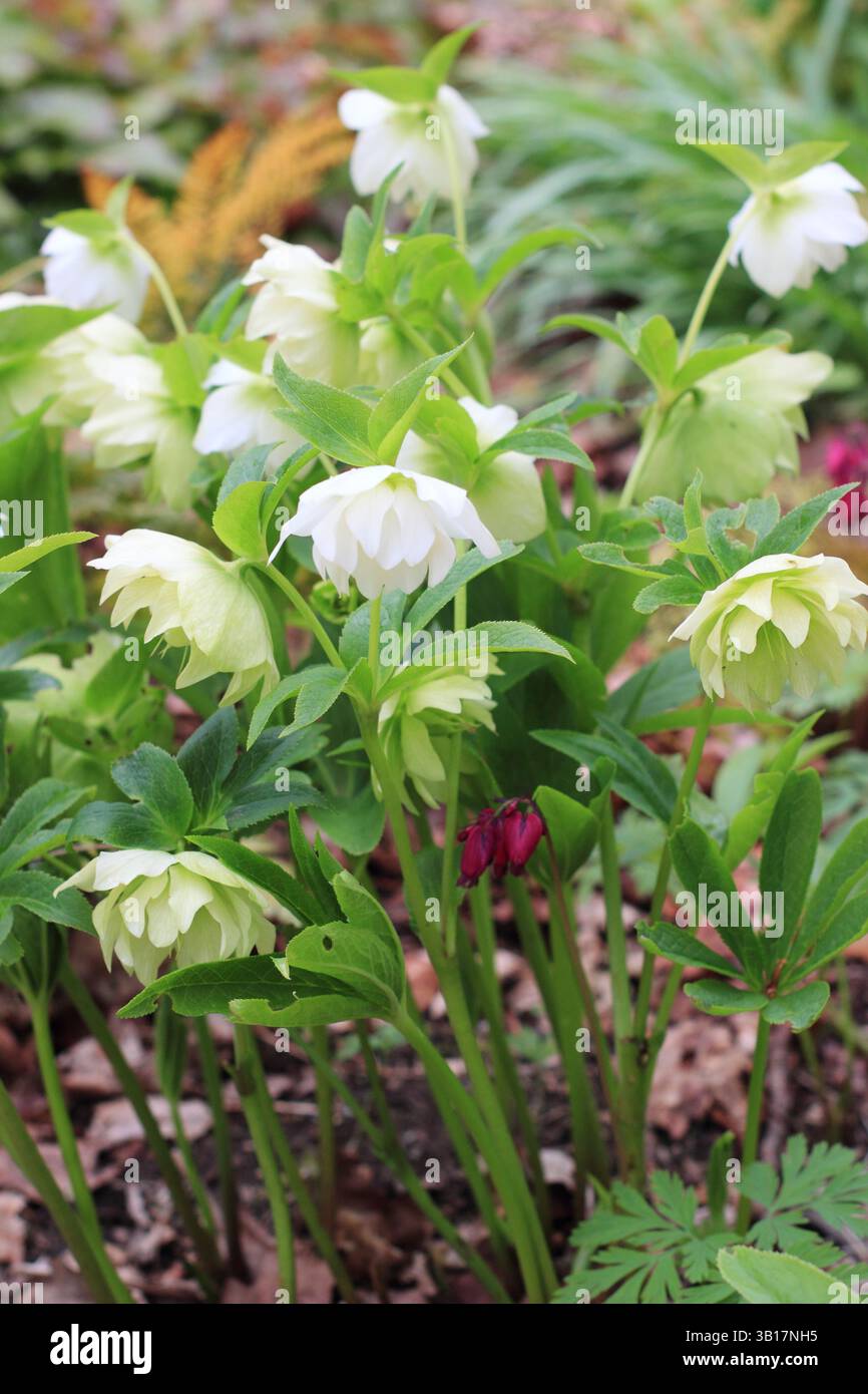 Hellebore Harvington double blanc. Helleborus × hybridus Harvington double fleur blanche. Fin de l'hiver, début de la floraison printanière. ROYAUME-UNI Banque D'Images