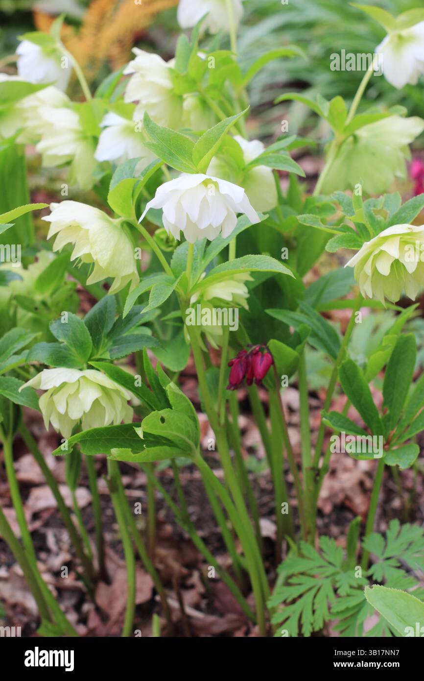 Hellebore Harvington double blanc. Helleborus × hybridus Harvington double fleur blanche. Fin de l'hiver, début de la floraison printanière. ROYAUME-UNI Banque D'Images