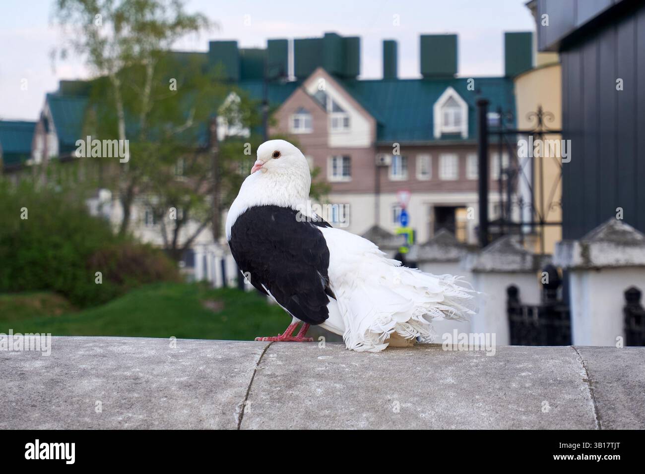 Élégant pigeon assis sur un mur de pierre avec une ville en arrière-plan Banque D'Images