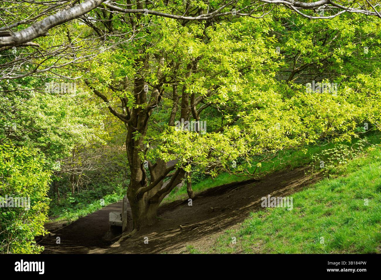 Un arbre vibrant, débordant de nouvelles feuilles de printemps, offre ombre et beauté le long d'un sentier pédestre. Le sentier invite les visiteurs à profiter d'une promenade paisible Banque D'Images