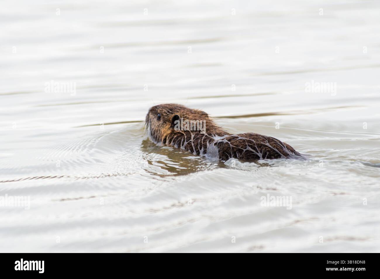 Un coypus Myocastor (Coypu) nageant calmement dans l'eau, mettant en valeur sa fourrure brune caractéristique et sa nature semi-aquatique. Banque D'Images