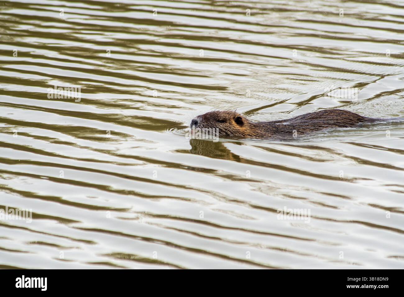 Un coypus Myocastor (Coypu) nageant calmement dans l'eau, mettant en valeur sa fourrure brune caractéristique et sa nature semi-aquatique. Banque D'Images