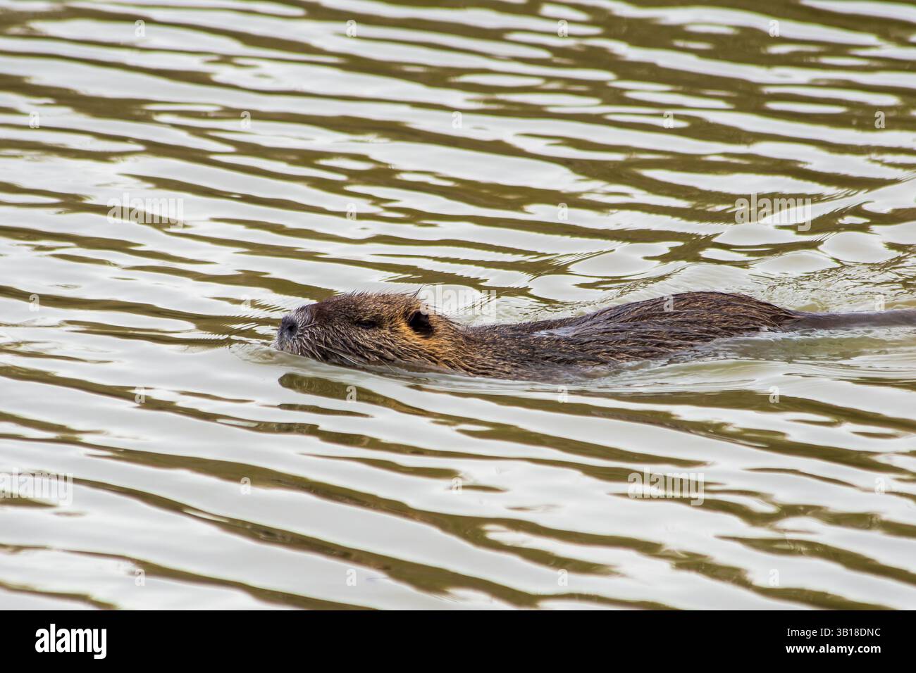 Un coypus Myocastor (Coypu) nageant calmement dans l'eau, mettant en valeur sa fourrure brune caractéristique et sa nature semi-aquatique. Banque D'Images