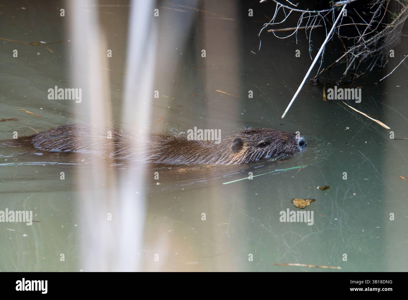 Un coypus Myocastor (Coypu) nageant calmement dans l'eau, mettant en valeur sa fourrure brune caractéristique et sa nature semi-aquatique. Banque D'Images
