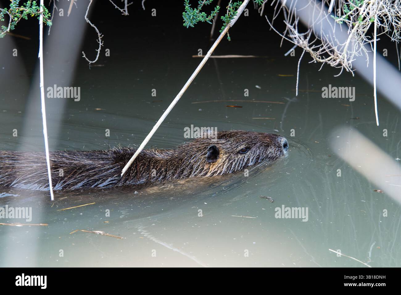Un coypus Myocastor (Coypu) nageant calmement dans l'eau, mettant en valeur sa fourrure brune caractéristique et sa nature semi-aquatique. Banque D'Images