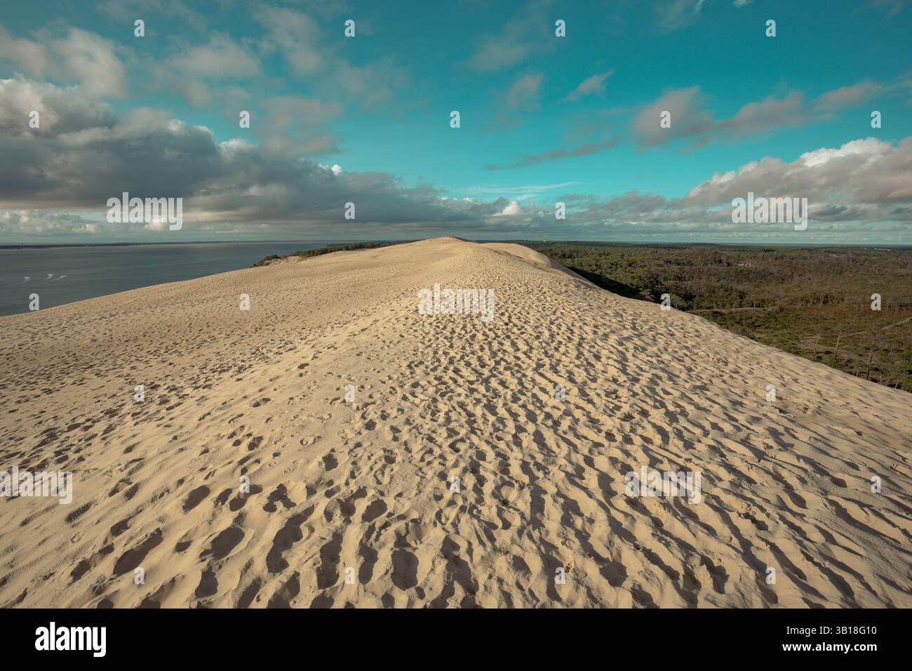 Vue sur la Dune du Pilat (Dune du Pilat), Nouvelle-Aquitaine, France, avec de vastes dunes de sable et une pinède sous un ciel bleu clair. Banque D'Images