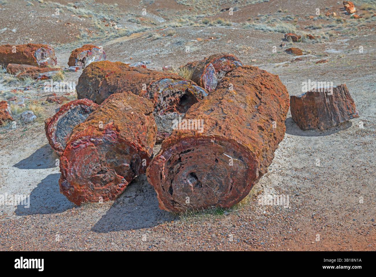 Grandes grumes pétrifiées dans les Badlands of Petrified Forest National Park en Arizona Banque D'Images