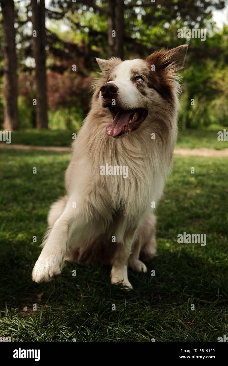 Joyeux merle Border Collie rouge avec une patte relevée assise sur l'herbe verte dans un parc ensoleillé, regardant loin avec une expression joyeuse. Heureux chien intelligent en plein air Banque D'Images