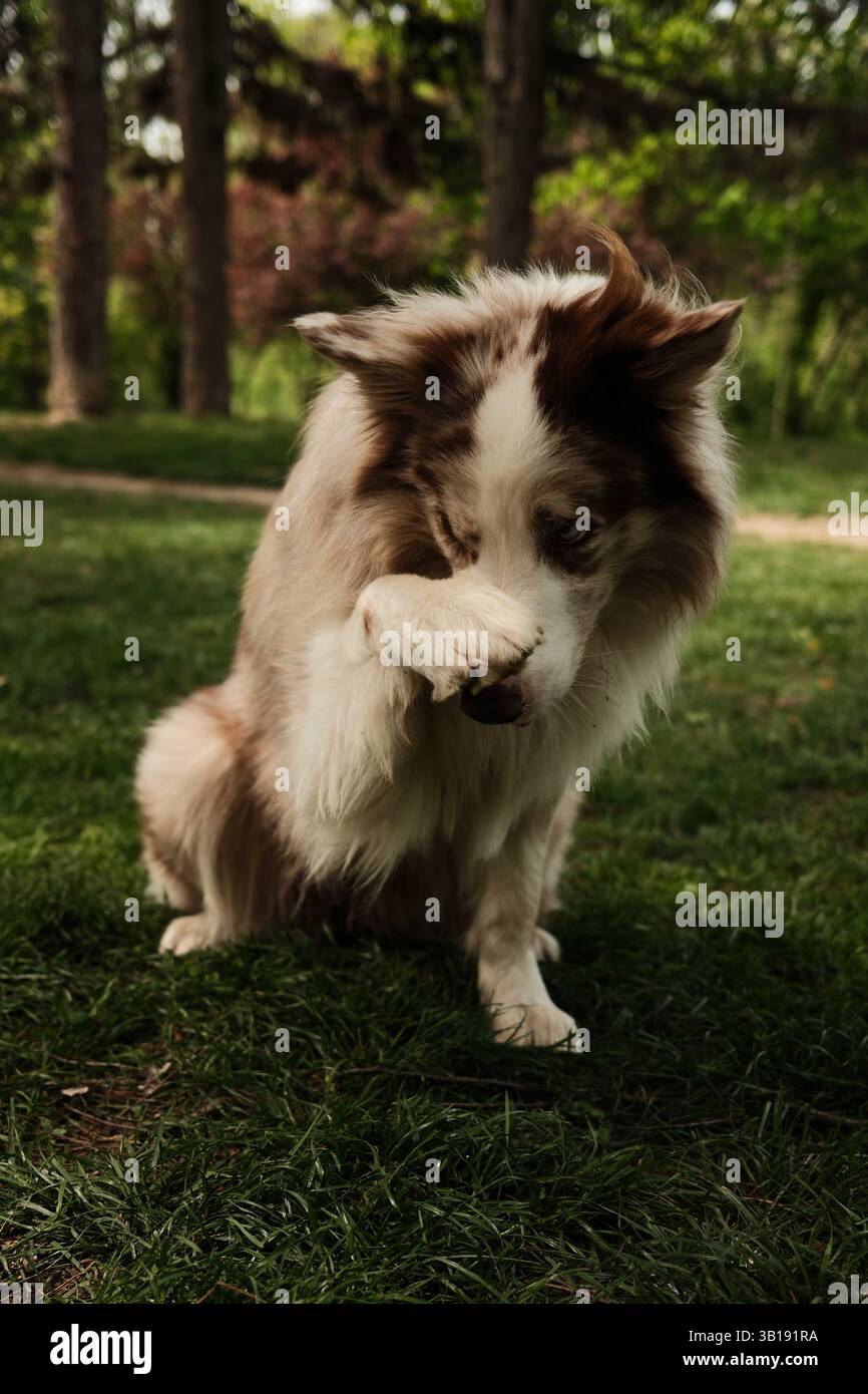 Un merle Border Collie rouge moelleux effectue un tour mignon dans le parc, couvrant son nez avec une patte comme si vous jouiez au peekaboo ou si vous étiez timide. Heureux chien intelligent Banque D'Images