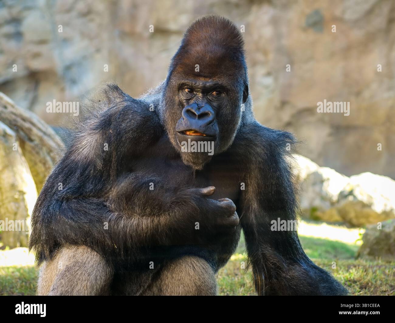 Portrait de grand gorille dominate regardant autour Banque D'Images