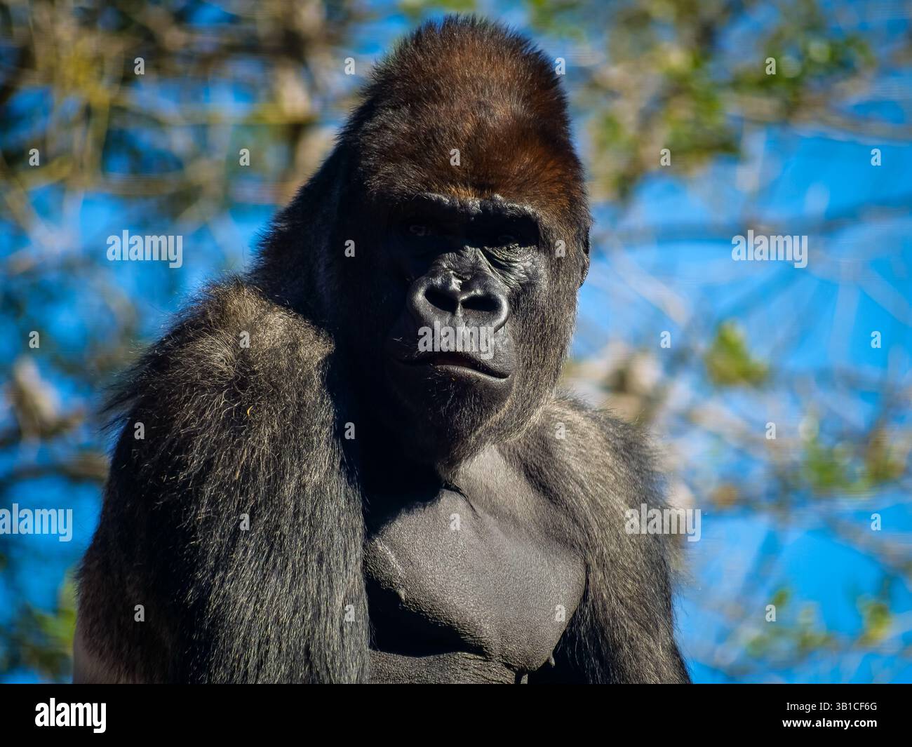 Portrait d'un grand gorille dangereux et dominant Banque D'Images