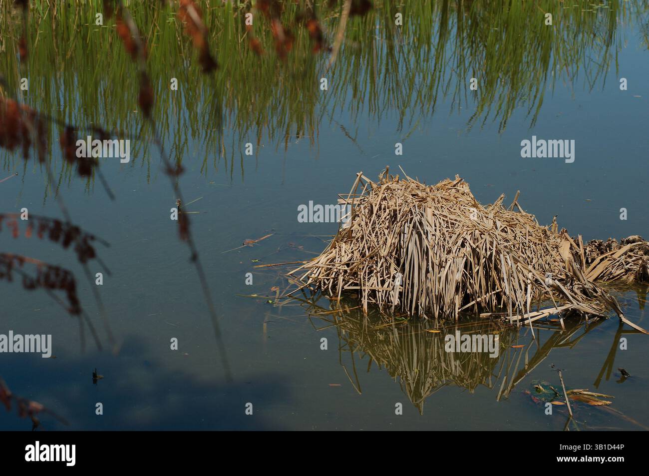 Scène de marais étincelante avec eau réfléchissante et roseaux sauvages. Rat musqué ou rat musqué à queue ronde, alias rat d'eau de Floride. Lodge est construit fro Banque D'Images