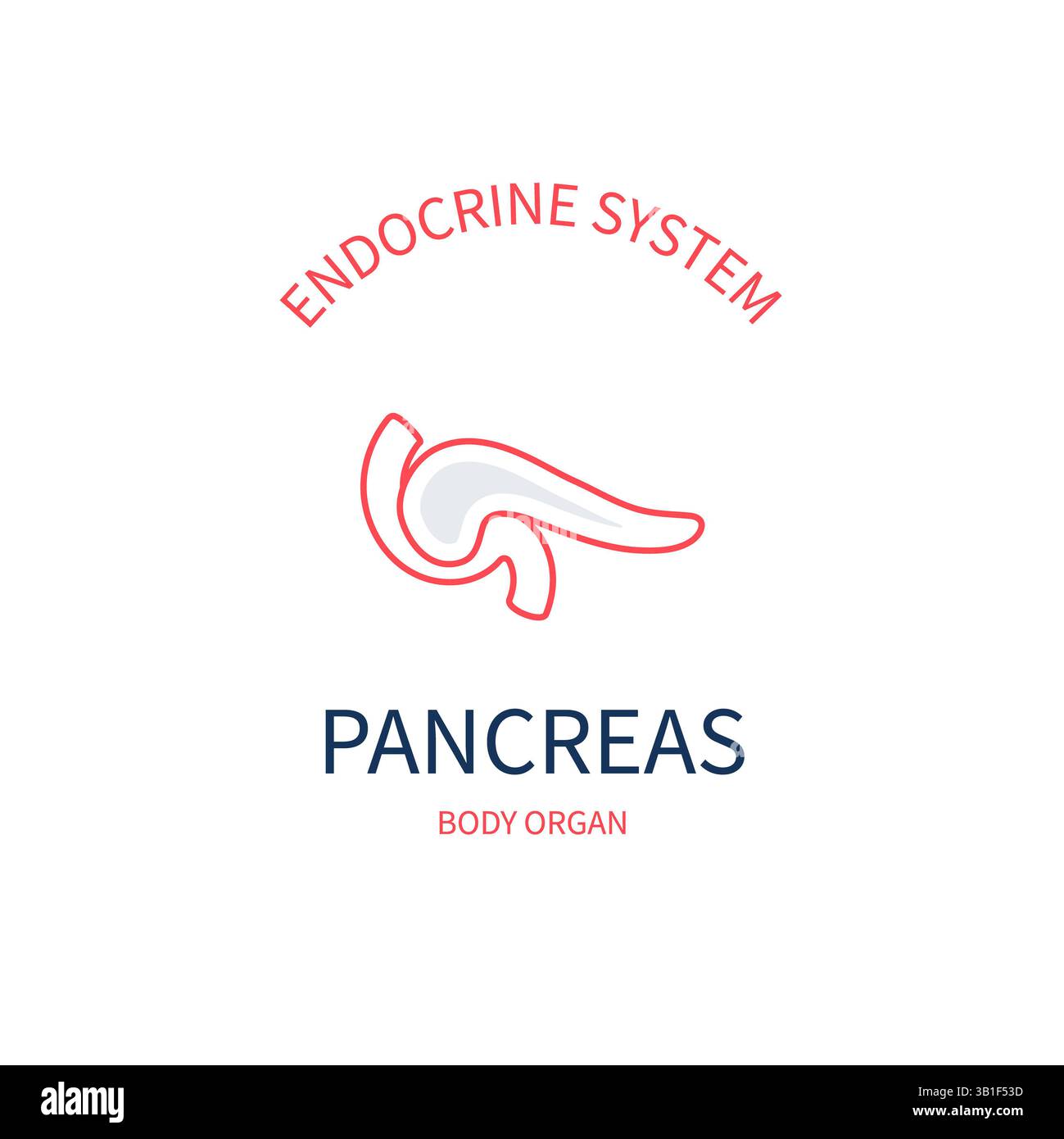 Pancréas, illustration conceptuelle. Banque D'Images