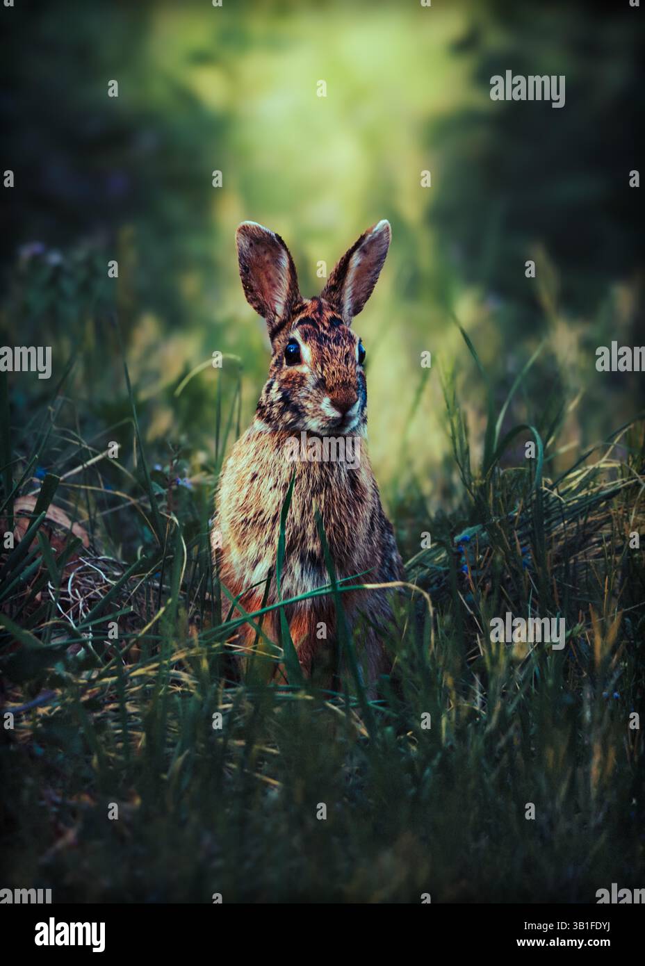 Lapin nord-américain dans le champ vert au printemps pendant l'heure dorée Banque D'Images