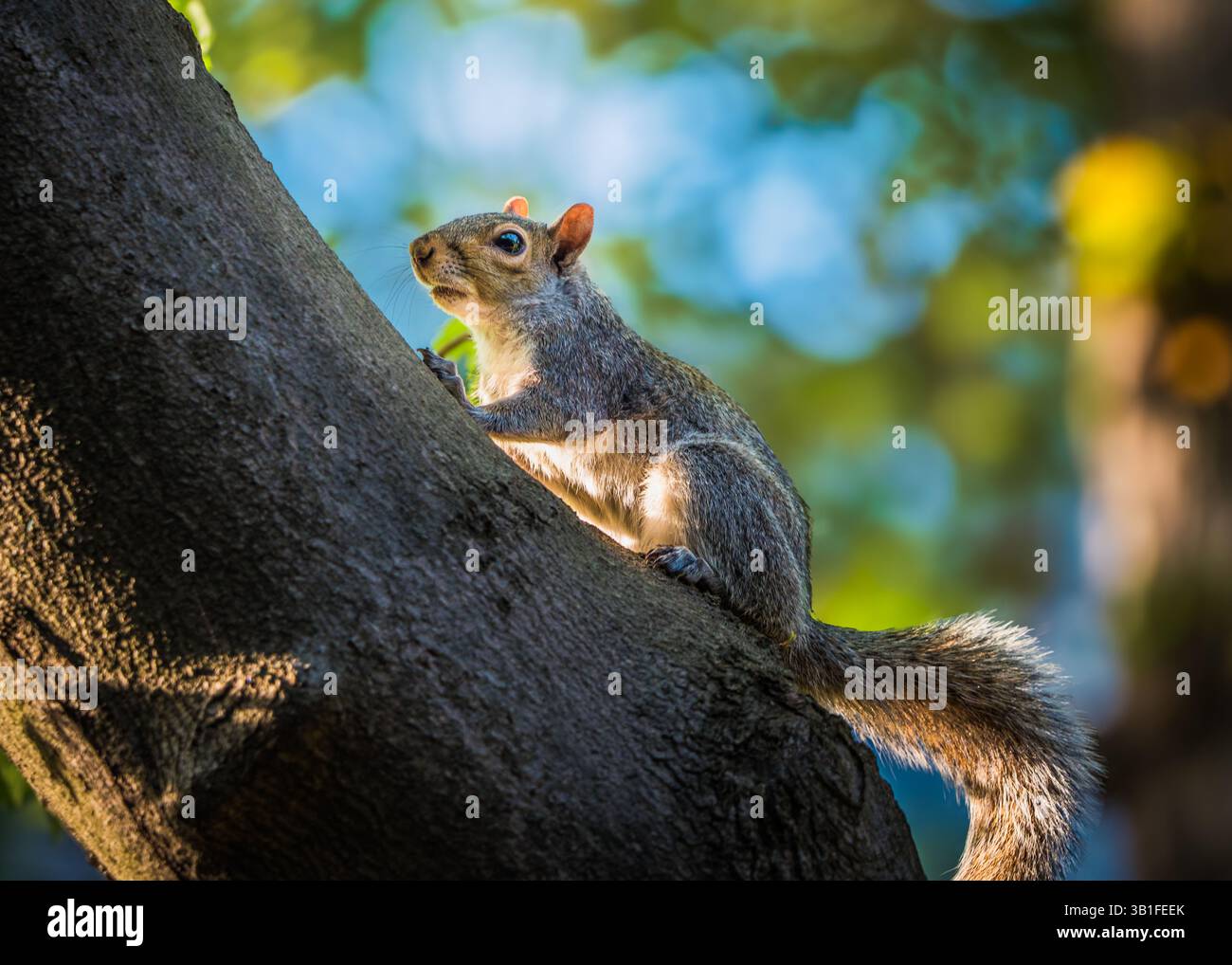 Écureuil nord-américain dans un arbre pendant l'heure dorée au printemps Banque D'Images