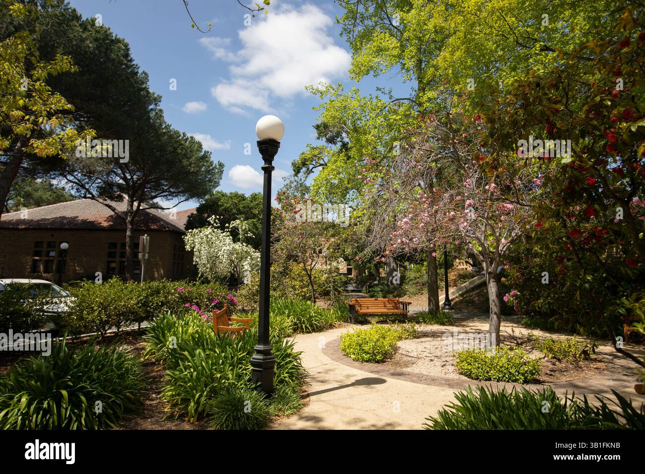 Palo Alto, Californie, États-Unis - 18 avril 2025 : les arbres printaniers fleurissent dans les jardins de l'église Memorial de l'Université de Stanford. Banque D'Images