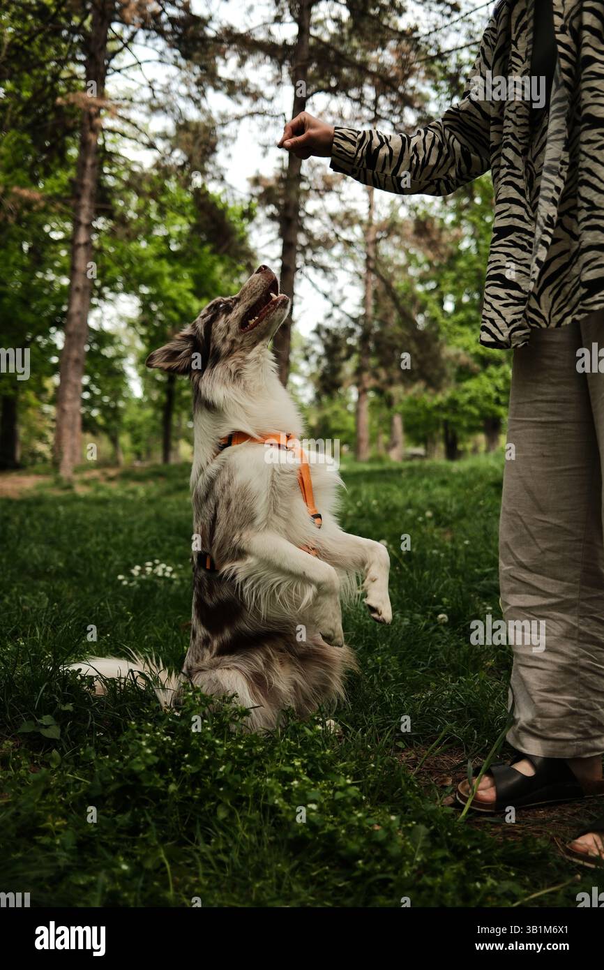 Red merle jeune Border Collie se tient debout sur les pattes arrière pendant une séance d'entraînement dans une forêt, regardant avec impatience une personne offrant un régal. Focus, Banque D'Images