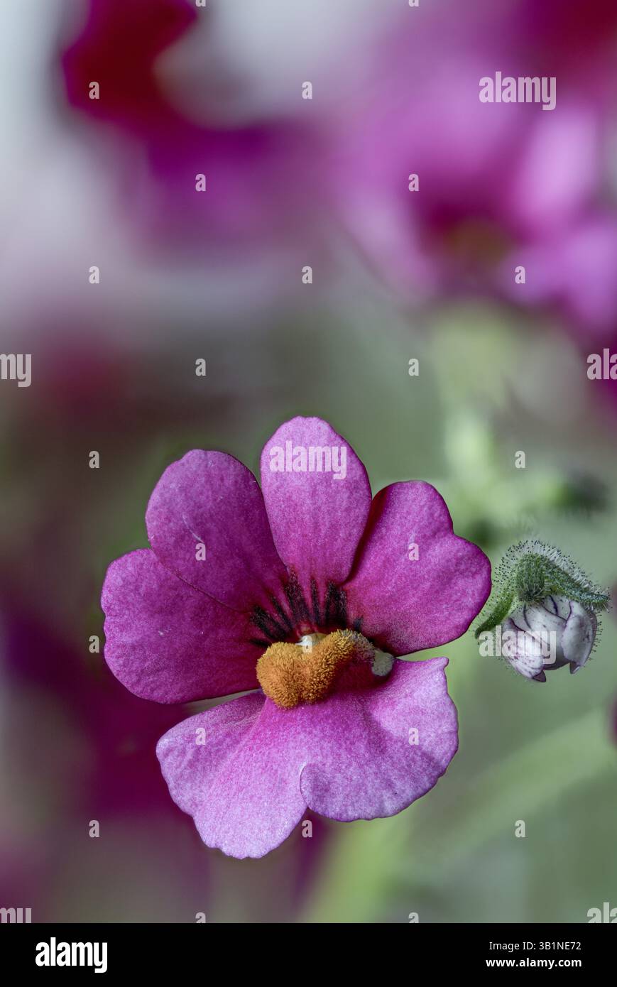 Hybride Nemesia rose, floraison, gros plan Banque D'Images