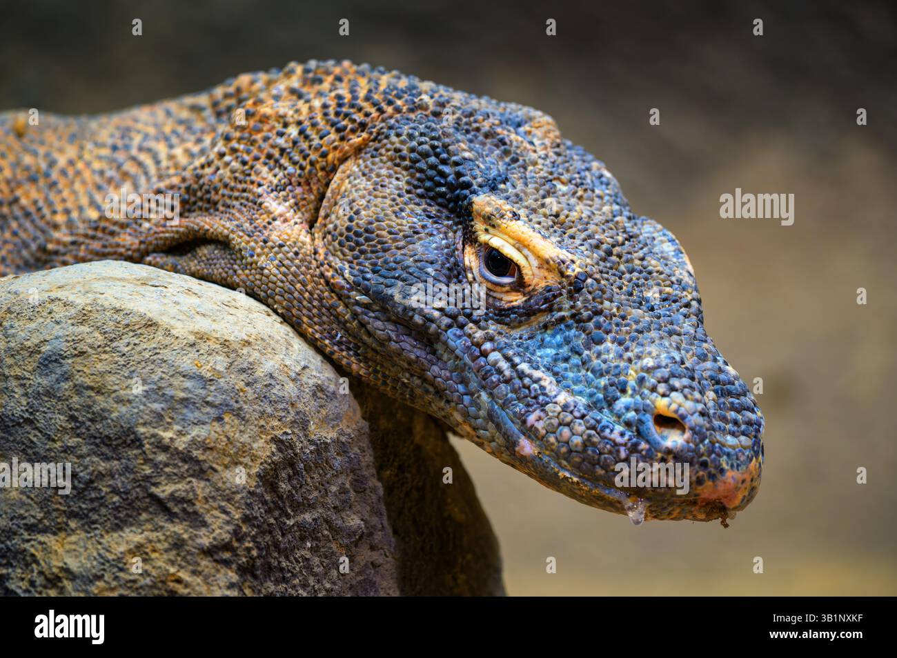 Gros plan de la tête et des écailles de dragon de Komodo Banque D'Images Gros plan de la tête et des écailles de dragon de Komodo Banque D'Images