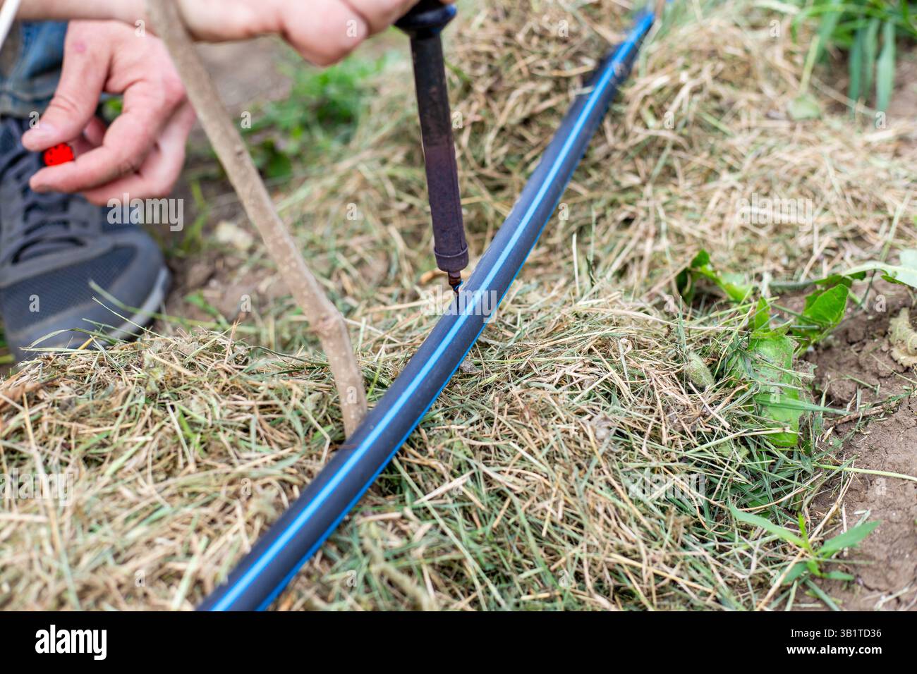 Un homme installe un système d'irrigation goutte à goutte dans un jardin en faisant fondre un tuyau en PEHD avec un perforateur pour installer des goutteurs d'eau réglables. Banque D'Images