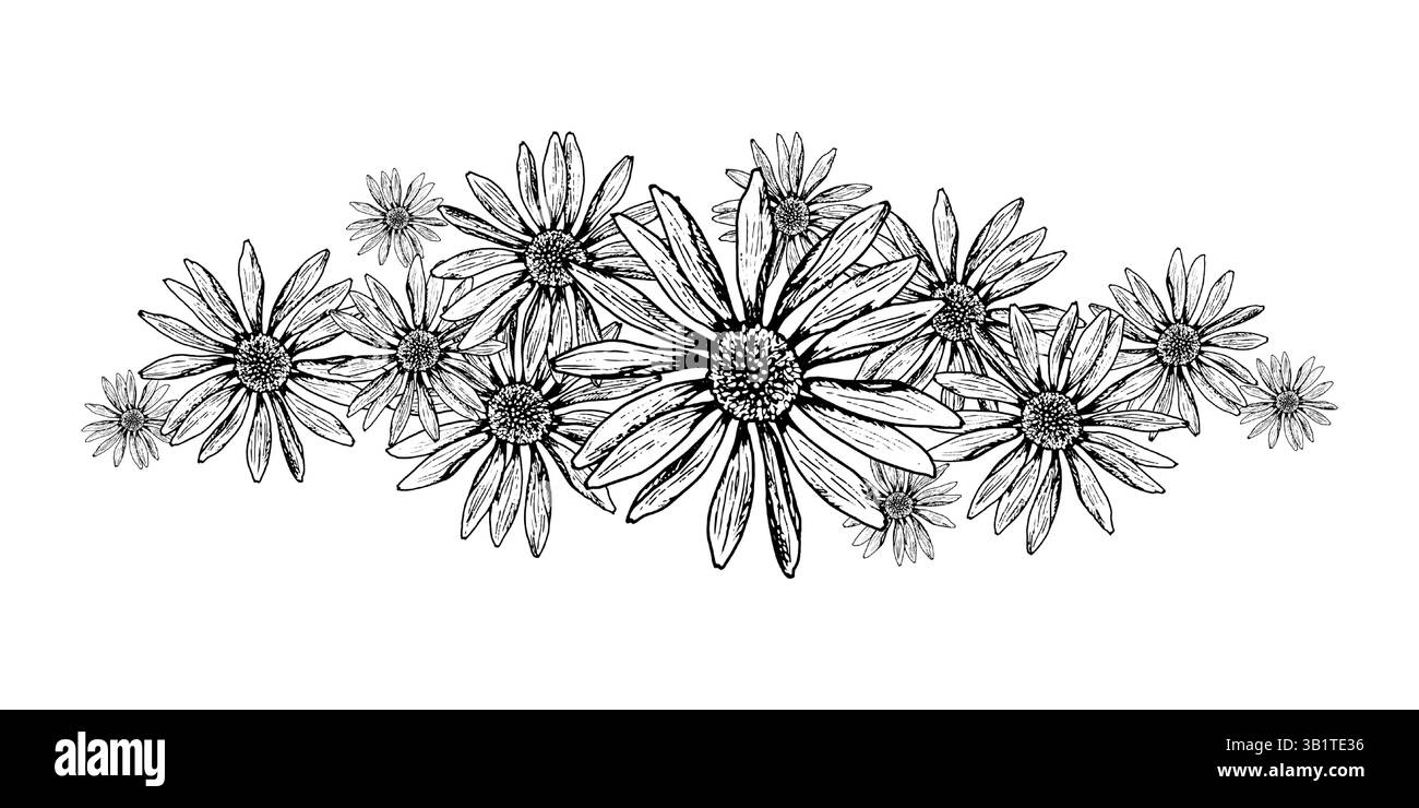 Illustration vectorielle de fleurs de champ en fleurs en noir et blanc. Bordure botanique dessinée à la main avec des herbes en forme de Marguerite. Parfait pour l'emballage, les impressions Illustration de Vecteur Illustration vectorielle de fleurs de champ en fleurs en noir et blanc. Bordure botanique dessinée à la main avec des herbes en forme de Marguerite. Parfait pour l'emballage, les impressions Illustration de Vecteur