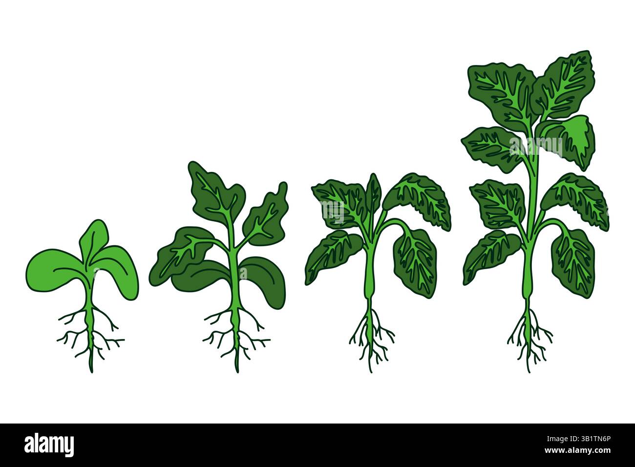 Semis de tomates botaniques dessinés à la main avec des racines et des feuilles isolés sur fond blanc. Dessin animé coloré de croissance de plants de légumes vecteur illustra Illustration de Vecteur