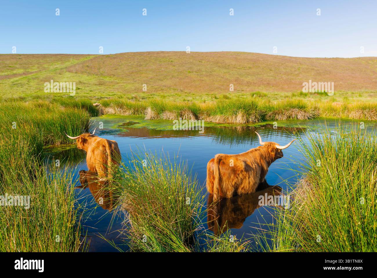 Les bovins écossais des Highlands se rafraîchissent dans un étang par une chaude journée d'été au cœur du parc national de North York Moors près de Levisham, dans le Yorkshire du Nord, au Royaume-Uni. Banque D'Images