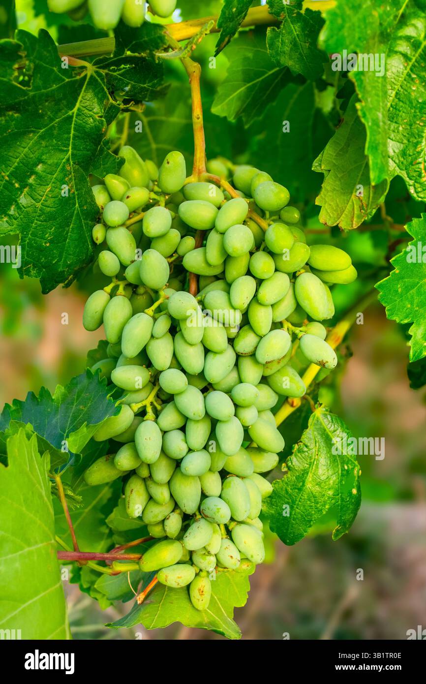Une grosse grappe de raisins tombe de la vigne Banque D'Images