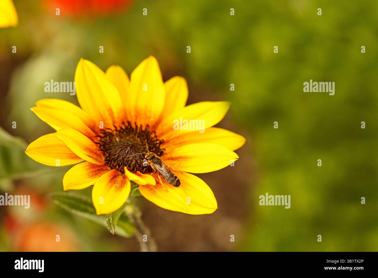 Zwergsonnenblume mit Honigbiene Banque D'Images