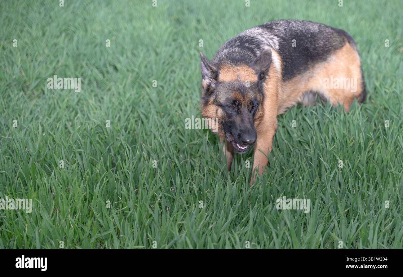 Un berger allemand se promène gracieusement dans l'herbe verte vibrante, mettant en valeur son agilité et sa beauté Banque D'Images