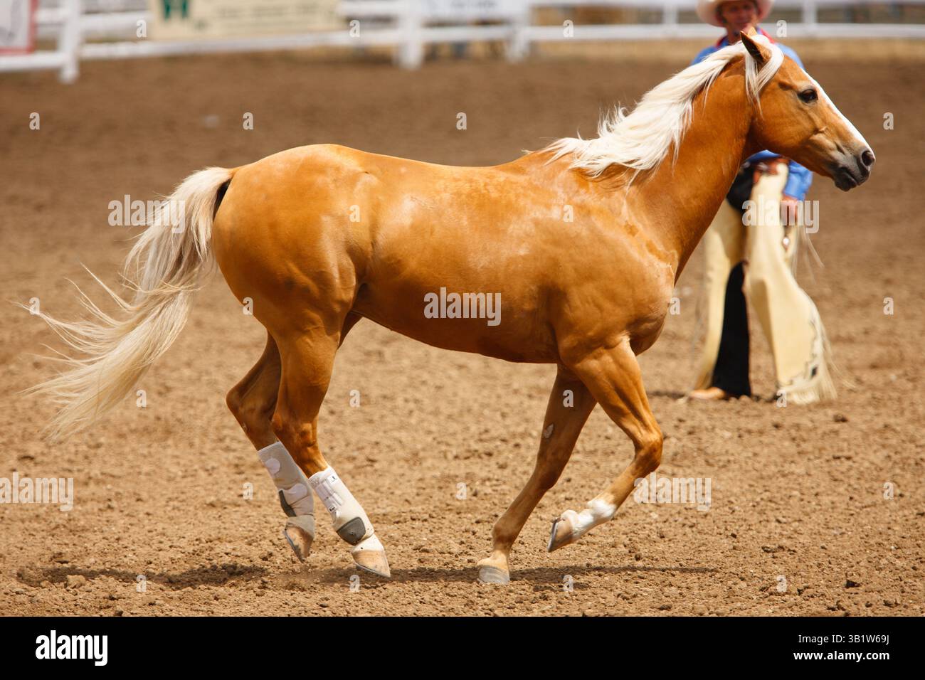Un cheval dressé se produit au rodéo Black Hills Roundup à belle fourche, Dakota du Sud. Banque D'Images