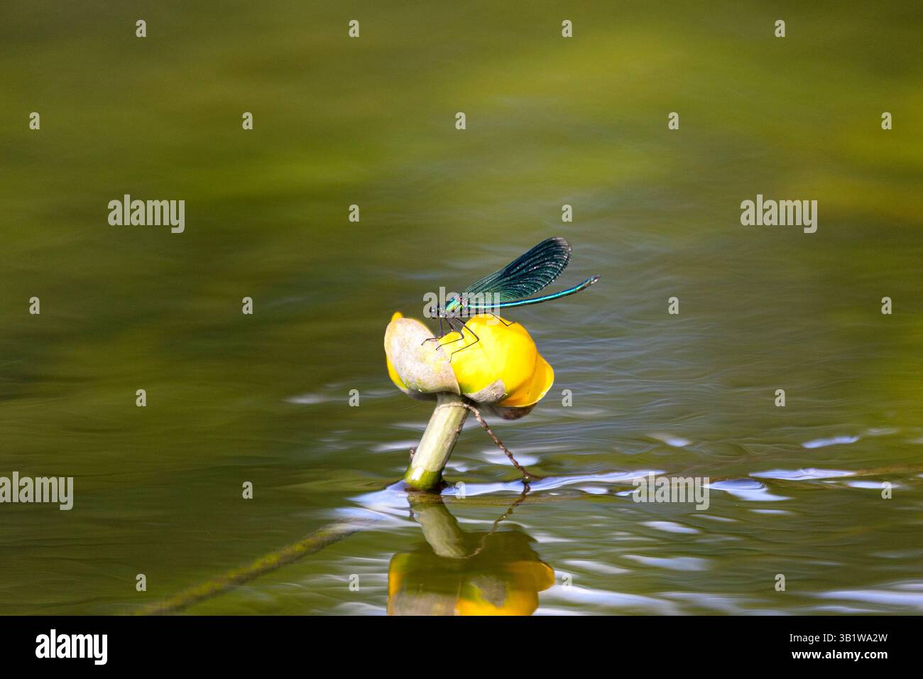 La libellule bleue est assise sur un Nuphar lutea gros plan Banque D'Images