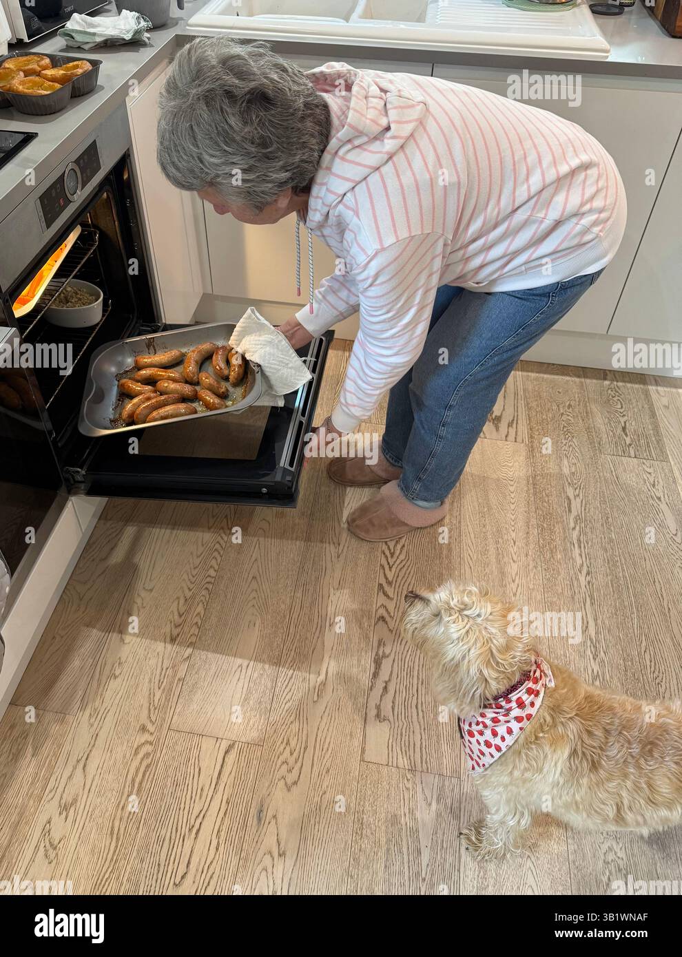 Un chien de compagnie de famille, Cockapoo, regarde avec grand intérêt la dame de la maison obtenir de délicieuses saucisses du four pour un dîner en famille - Image de stock capturée avec un smartphone Un chien de compagnie de famille, Cockapoo, regarde avec grand intérêt la dame de la maison obtenir de délicieuses saucisses du four pour un dîner en famille - Image de stock capturée avec un smartphone