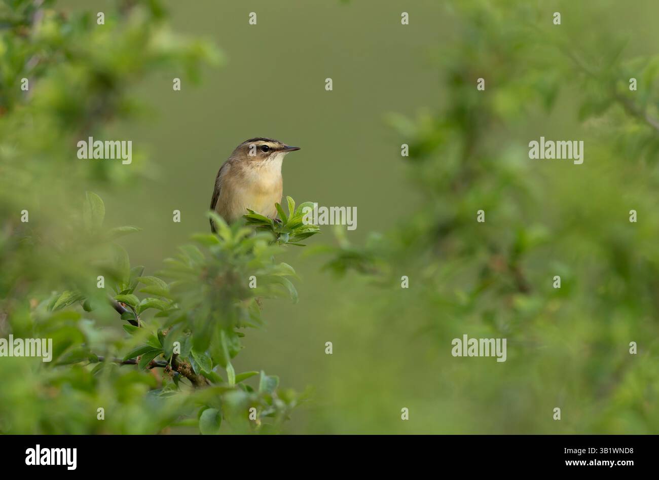 Zitting Cisticola Cisticola jucindis en vue rapprochée en Bretagne, France Banque D'Images