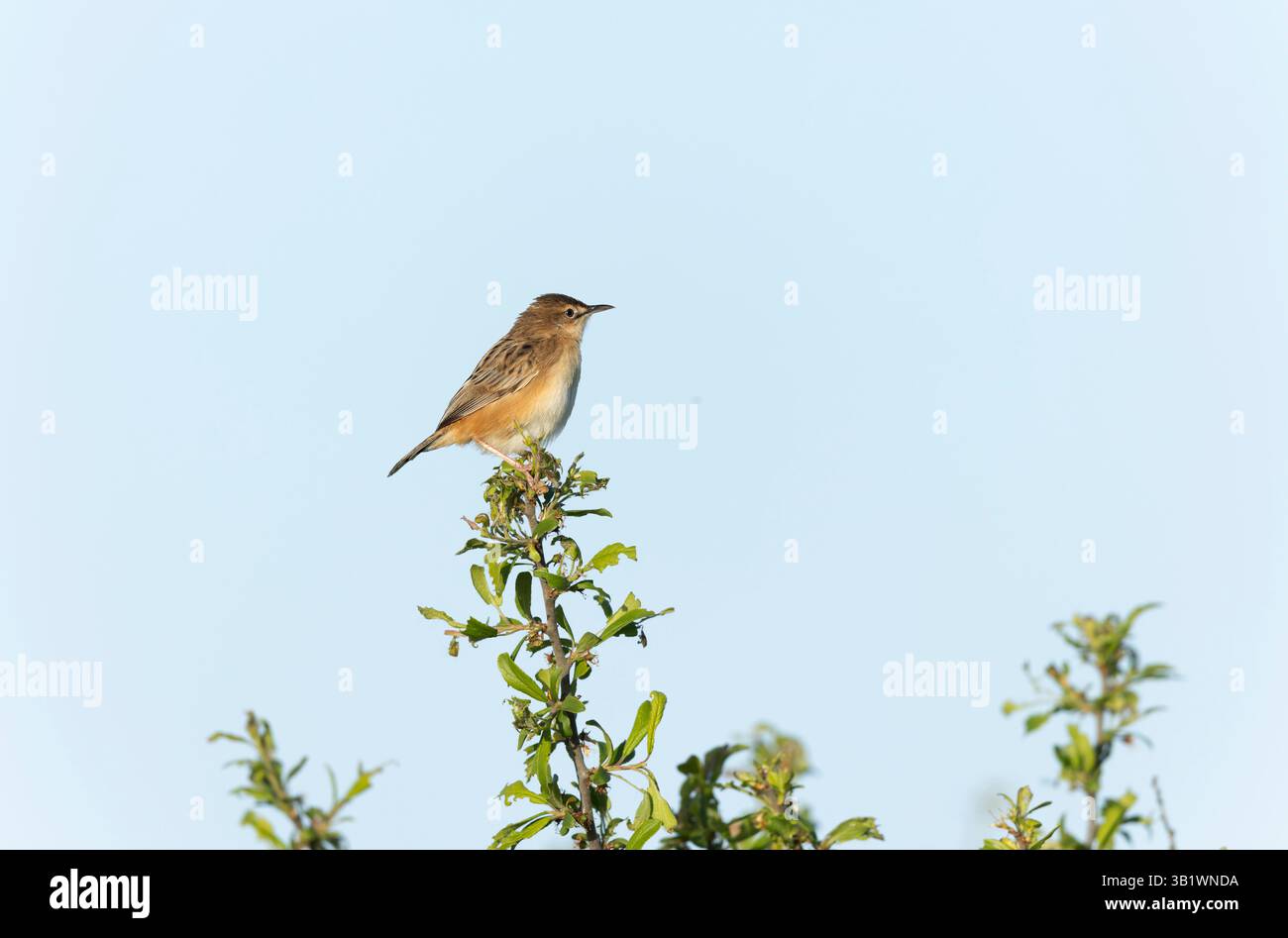 Zitting Cisticola Cisticola jucindis en vue rapprochée en Bretagne, France Banque D'Images