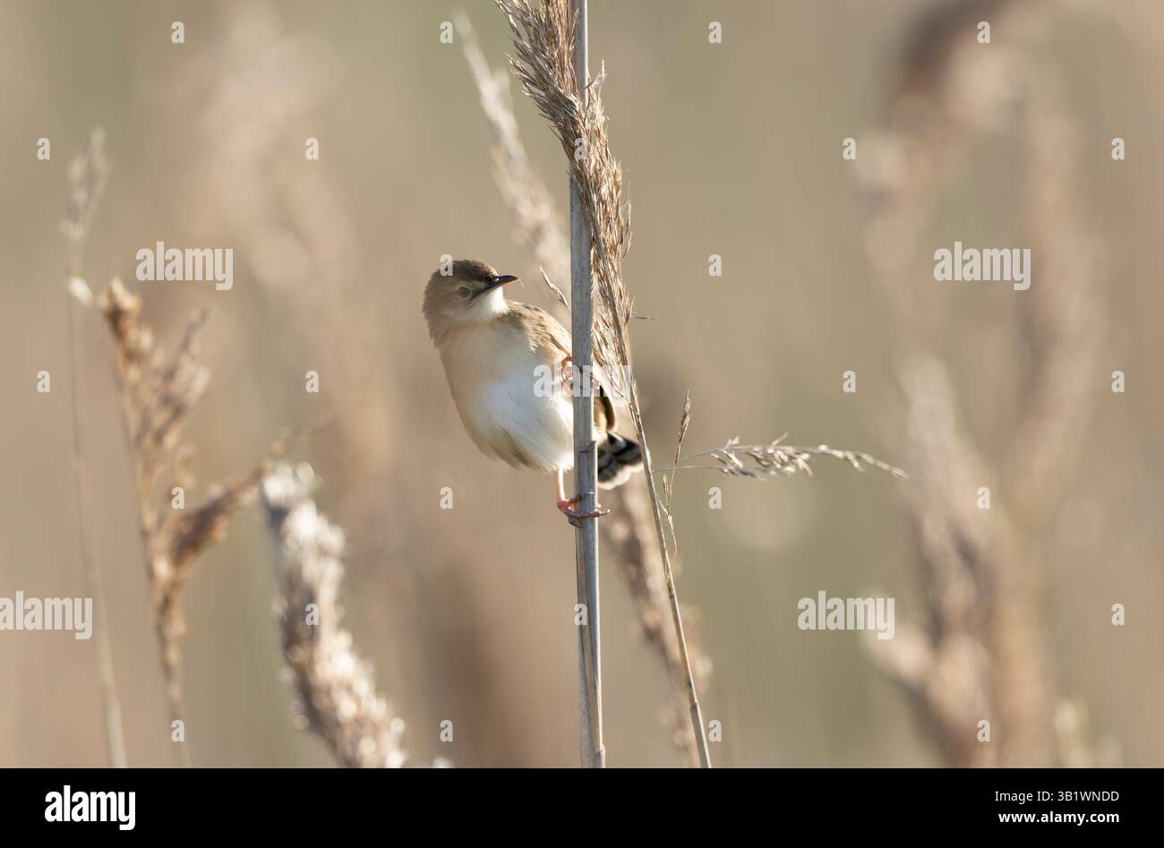Zitting Cisticola Cisticola jucindis en vue rapprochée en Bretagne, France Banque D'Images