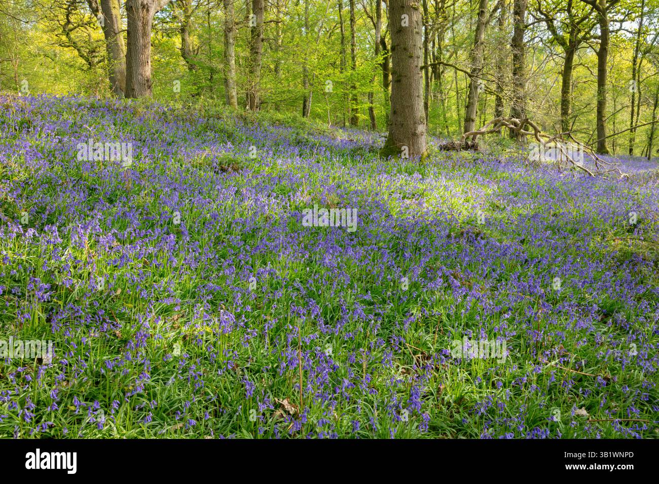 Bluebell Wood, Hampshire, Angleterre, Royaume-Uni, Europe Banque D'Images